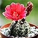 foto Pinkdose 200 pc Semi Fiore di Cactus, Semi Esotiche Piante grasse Ornamentali Attraente impressionanti: 5 recensione