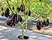 foto Pinkdose 100pcs / pack. Purple melanzane Semi Semi di ortaggi tutto rara pianta bonsai colore melanzana per i rifornimenti di giardino domestiche di trasporto libero: 7 recensione