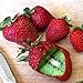 foto Kisshes Giardino - Raro innesto di semi di kiwi fragola Semi di frutta biologica dolce per la tua casa o balcone bello e multicolore recensione