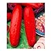 foto 10pcs / lot Red cetriolo semi deliziose verdure delle piante da frutto BonsaïPianta recensione