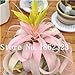 foto Pinkdose 100 Pz Rare Bromeliad Vegetable Seeds e Frutta Giardino Piante succulente Mini Cactus Pots Crescita Naturale per la casa Giardino delle Piante: 20 recensione