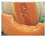 150 C.ca Semi Melone Top Mark - Cucumis Melo In Confezione Originale Prodotto in Italia - Meloni foto, nuovo 2024, miglior prezzo EUR 7,40 recensione