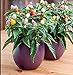 foto VISTARIC 4: Le importazioni di specie originali, 5 pc/lotto ornamentali semi di peperoncino a casa piante bonsai giardino di DIY 4 recensione