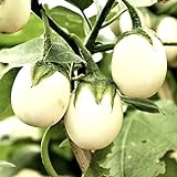 Semi di uova d'uovo di melanzane - Solanum melongena foto, nuovo 2024, miglior prezzo EUR 2,29 recensione