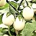 foto Semi di uova d'uovo di melanzane - Solanum melongena recensione