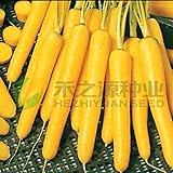 AGROBITS 100 semi/pack di semi di carota gialla semi di ravanello verdure foto, nuovo 2024, miglior prezzo EUR 8,71 recensione