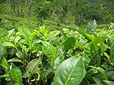 Asklepios-seeds - 25 Semi di Camellia sinensis La Camellia sinensis, la pianta del tè foto, nuovo 2024, miglior prezzo EUR 5,99 recensione