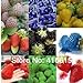 foto 12 tipi di semi di fragola diversi (verde, bianco, nero, rosso, blu, Giant, MINI, bonsai, normale Rosso, Pineberry fragola) recensione