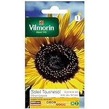 Vilmorin - Bustina semi Sole girasole fiore gigante foto, nuovo 2024, miglior prezzo EUR 1,90 recensione