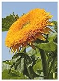 TROPICA - Girasole Orange Sun F1 (Helianthus annuus) - 60 Semi- Girasoli foto, nuovo 2024, miglior prezzo EUR 3,50 recensione