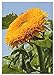 foto TROPICA - Girasole Orange Sun F1 (Helianthus annuus) - 60 Semi- Girasoli recensione