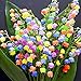 foto Kisshes Giardino - Fragranti fiori di giglio della valle Semi variegati Semi ornamentali rari Bonsai resistenti perenni con note fragranti recensione