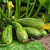 Semi di Zucchini Nimba - Cucurbita pepo foto, nuovo 2024, miglior prezzo EUR 3,19 recensione