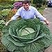 foto Generic 100 semi/bag rare gigante russo semi di cavolo, semi di ortaggi 95% + germinazione, verdure di alta qualità per giardinaggio recensione