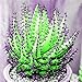 foto Kisshes Giardino - 100 Pezzi semi Rare Giant Aloe Vera (Aloe barbadensis) semi piante ornamentali piante d'appartamento primo soccorso pianta bonsai succosa perenne recensione