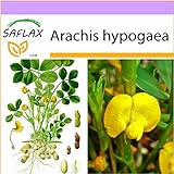 SAFLAX - Arachide - 8 semi - Arachis hypogaea foto, nuovo 2024, miglior prezzo EUR 3,75 recensione