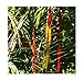 foto 5 Cyrtostachys renda rosso gambo giardino di palme Palma di cera semi #408 recensione