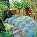 foto Doubleer Semi ornamentali blu dell'erba di festa per il giardino domestico recensione
