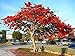 foto Albero di fiamma, RARE BLOSSOM SPLENDOR rosso, pianta esotica 5 semi, SUPER !! recensione