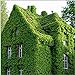 foto Edera rampicante giapponese semi di erba verde vite Parthenocissus Quinquefolia piante anti raggi di raggi ultravioletti per giardino domestico 20 pz/borsa recensione