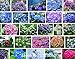 foto 100 / bag semi raro fiore semi Anthurium Andraeanu, balcone in vaso, semi di fiore per il giardino di casa fai da te recensione