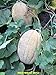 foto 35-40 Fioriere Jumbo semi di melone/melone. Premium USA semi. Heirloom. recensione