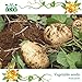 foto Semi patata dolce, semi jicama / yam fagioli, frutta e verdura giardino semi di trasporto 6pcs recensione