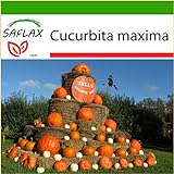 SAFLAX - Zucca gigante - 7 semi - Con substrato - Cucurbita maxima foto, nuovo 2024, miglior prezzo EUR 4,45 recensione