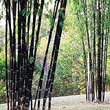 Bluelover Piante da Giardino 100Pcs Bambù Nero Semi Cortile Phyllostachys Nigra foto, nuovo 2024, miglior prezzo EUR 6,19 recensione