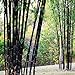 foto Bluelover Piante da Giardino 100Pcs Bambù Nero Semi Cortile Phyllostachys Nigra recensione
