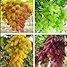 foto , Anziani Cortile Piante, semi delizioso frutto, Gold Finger 100pcs semi d'uva 49% recensione