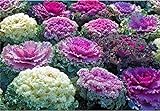 Semi di fiore raro cavolo ornamentale Mix da agricoltura biologica foto, nuovo 2024, miglior prezzo EUR 7,00 recensione