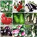foto Plentree Green Eggplant 30 semi: Heirloom Orto Melanzana semi non OGM Seeds Bianco sopravvivenza organici recensione