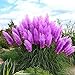 foto Semi di Pampa - Semi di erba Pampa viola rari, semi di piante ornamentali di fiori, 500Pcs recensione