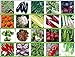foto PLAT firm-SEMI Viridis Hortus - 20 confezioni dei semi di verdure - pomodoro, sedano, porro, pisello, senape nera Zest, carote, cicoria, Rapa ecc recensione