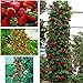 foto gigante rosso scalare fragola Semi di frutta per casa e giardino fai da te rari semi per bonsai - 10pcs / lot recensione