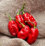 PLAT FIRM Germinazione dei Semi: Fagioli Trinidad Heirloom Pepper Premium Bustina di Semi foto, nuovo 2024, miglior prezzo EUR 18,06 recensione