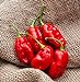 foto PLAT FIRM Germinazione dei Semi: Fagioli Trinidad Heirloom Pepper Premium Bustina di Semi recensione