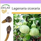 SAFLAX - zucca a bottiglia - 15 semi - Lagenaria siceraria foto, nuovo 2024, miglior prezzo EUR 3,75 recensione