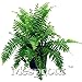 foto ! 100PCS giapponesi rari Creeper Boston semi felce, viti, piante rampicanti, Semi ornamentale Bonsai recensione