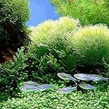 quanjucheer 1000PCS acquario pianta semi misti semi di erba acqua erba subacquea Decor Foreground foto, nuovo 2024, miglior prezzo EUR 2,70 recensione