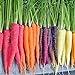 foto 300pcs carota Semi 100% del seme reale Delicious dolce e semi di ortaggi sani carota giardino della casa Impianto misto libero recensione