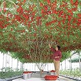 Heirloom gigante pomodoro Albero, 100 semi, sano deliziosa nutriente frutti commestibili E3617 foto, nuovo 2024, miglior prezzo EUR 10,99 recensione