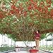 foto Heirloom gigante pomodoro Albero, 100 semi, sano deliziosa nutriente frutti commestibili E3617 recensione