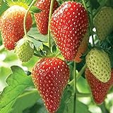 Farmerly Semi di fragola (Fragaria Ananassa) Bright Red Fruit ha un grande sapore 100 semi foto, nuovo 2024, miglior prezzo  recensione