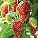 foto Farmerly Semi di fragola (Fragaria Ananassa) Bright Red Fruit ha un grande sapore 100 semi recensione
