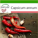 SAFLAX - Peperoncino di Cayenna - 20 semi - Con substrato - Capsicum annum foto, nuovo 2024, miglior prezzo EUR 4,45 recensione