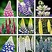 foto IDEA HIGH Semi-100 Pz Lupino Seedss Autentico colorato Arcobaleno Lupino Fiore Pianta Ornamentale Bel fiore Seedss, Facile da coltivare Pianta da giardino: misto recensione