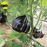 Go Garden Giant Black Beauty organico Melanzana di verdure, semi 100 semi/pacchetto, Frutta lucida Brinjaul annuali Nani Piante foto, nuovo 2024, miglior prezzo  recensione