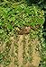 foto Semi di Attila selvatici di fragola - Fragaria vesca recensione